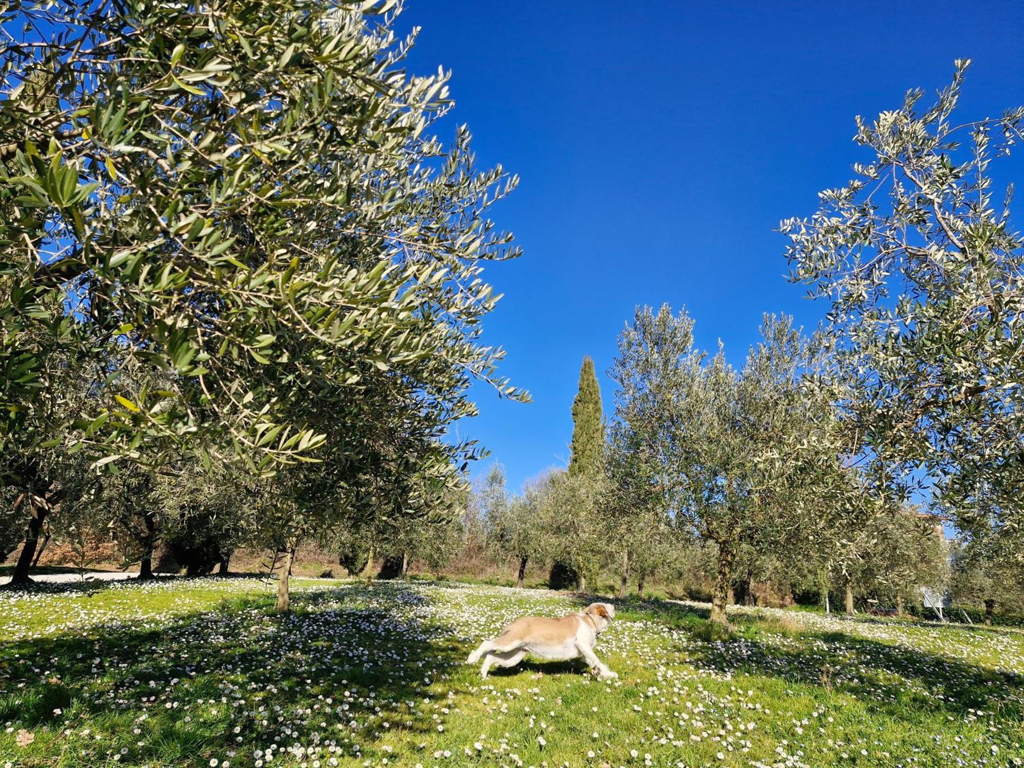 Agriturismo Val Della Pieve Anghiari Exterior photo