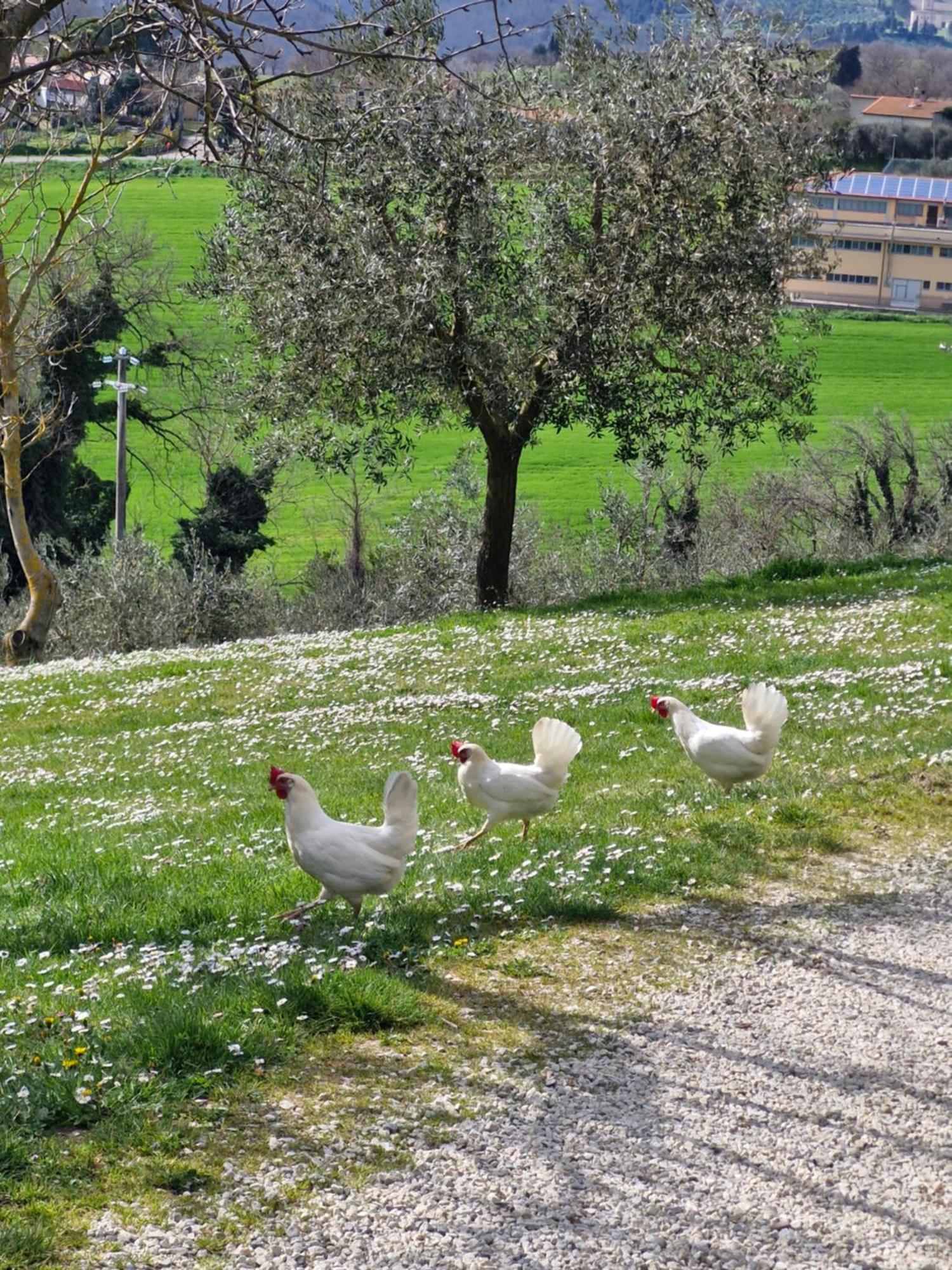 Agriturismo Val Della Pieve Anghiari Exterior photo